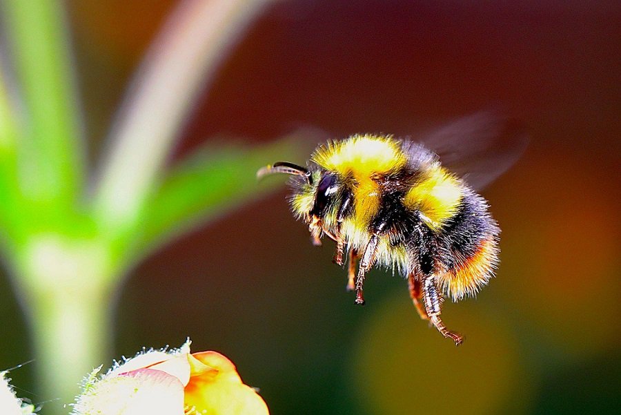 unep_espanol's tweet photo. Los pesticidas neonicotinoides podrían causar #extinción de abejas silvestres. UE analiza extender su prohibición: https://t.co/dF37giWQyT https://t.co/Xh4LaX1ttB
