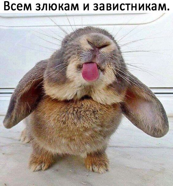 Соня Джаватова (@zonyadwatova) on Twitter photo 