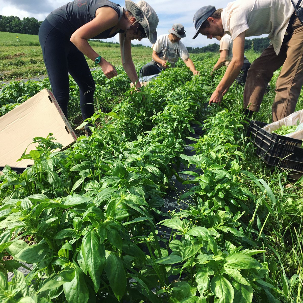 New Morning Farm tweet media