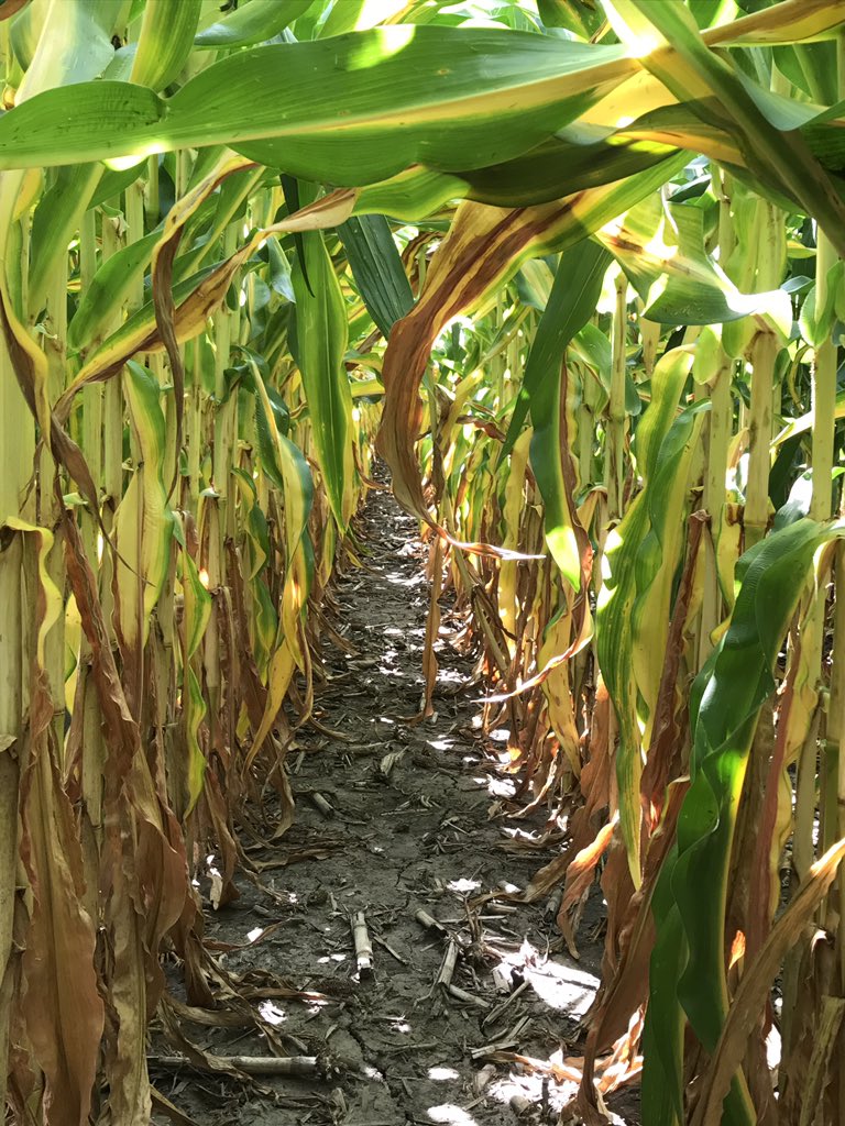 AgronoGuy's tweet photo. Do higher pops need more N? Uhh...you tell me.#KnowYourNeeds #EncircaNitrogen @Pioneer_IL @DuPontPioneer @EncircaServices https://t.co/LPSP7bE0Lc