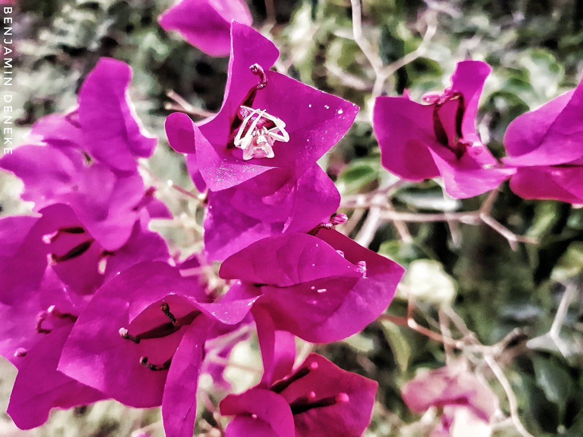 BenjaminDeneke's tweet photo. Who likes #flowers?Who likes #spiders and who likes both at the same time ? https://t.co/y1rv0EqLsd