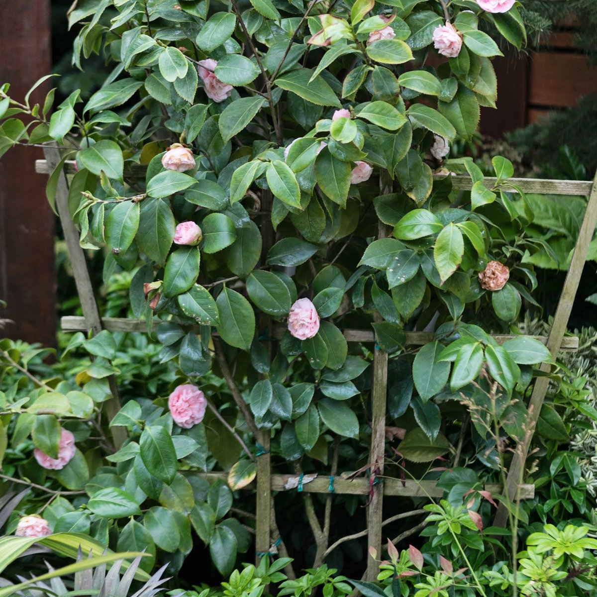 VanHomeShows's tweet photo. It wouldn’t be #BCHGS17 without beautiful plants &amp; flowers, like this display by Vandenberg’s Landscape Design! #MPEShowLove #vanhomeshows https://t.co/wxO9XaxzPL