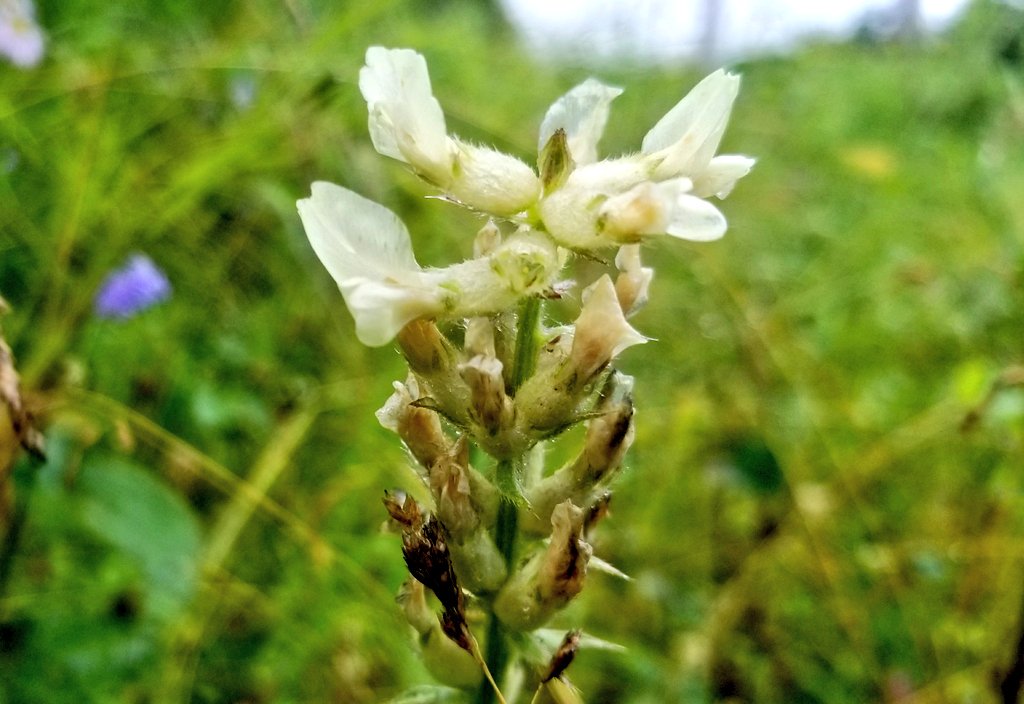 GrasslandNerd's tweet image. One of the last #nativelegumes of the summer. Late yellow #locoweed (Oxytropis monticola). #PrairieParkland
