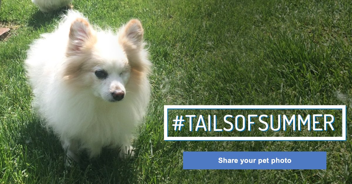 AnimalLeague's tweet photo. Did you #GetYourRescueOn? Does your adopted pet love summer like Mason? Share a pic w/ #TailsOfSummer & tag us! https://t.co/zSxdayaB7r
