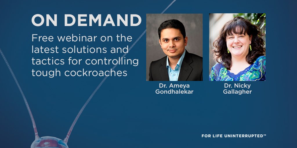 SyngentaPest's tweet image. Missed our #CockroachSolutions webinar with @PCTMagazine? Watch it on demand: ow.ly/w6kG30ekR5l
