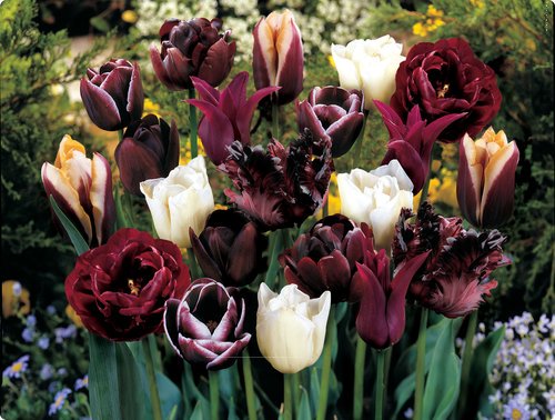 _flowerdad's tweet photo. Kosukë of Canival as various tulips https://t.co/kqIH9AhHJr