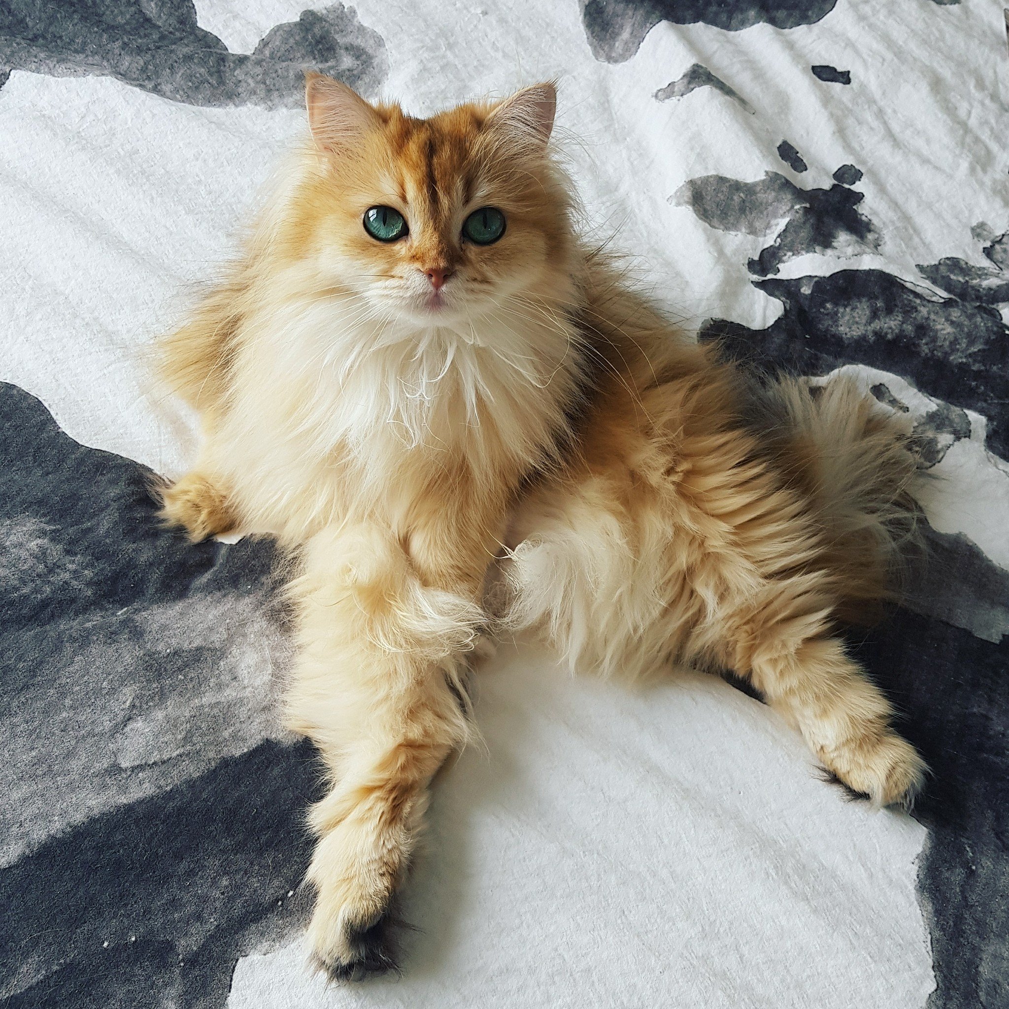 Смузи кошка милкшейк