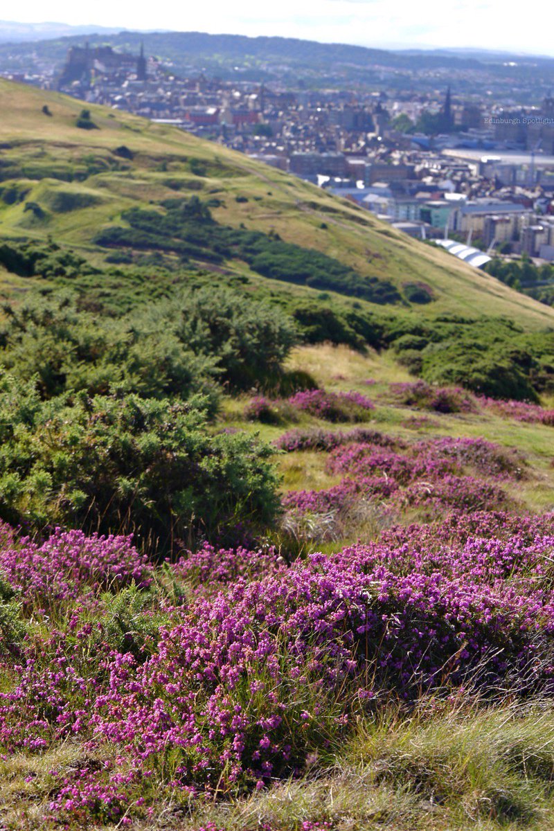 Heather in Holyrood Park this afternoon and the city hanging around in the background looking fabulous #Edinburgh