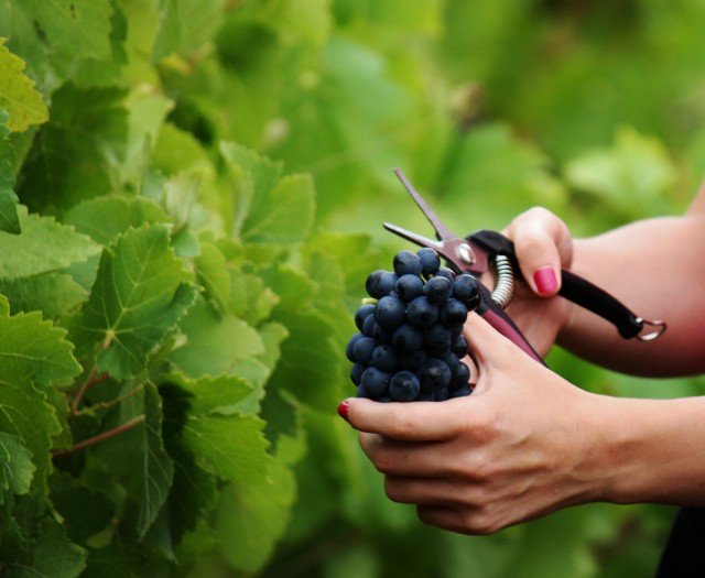 "Let’s celebrate their success, not their gender!" palatexposure.com/wine-articles/… #wine #women #womenwinemakers