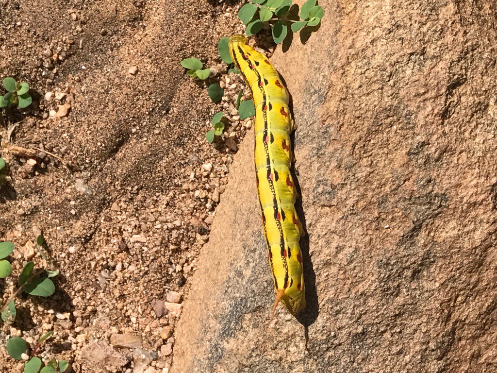debrajknight2's tweet photo. Observing thousands of these caterpillars crossing an interstate outside of Kingman,Az areHummingbird moths #adobems https://t.co/UPYMOzqiLG
