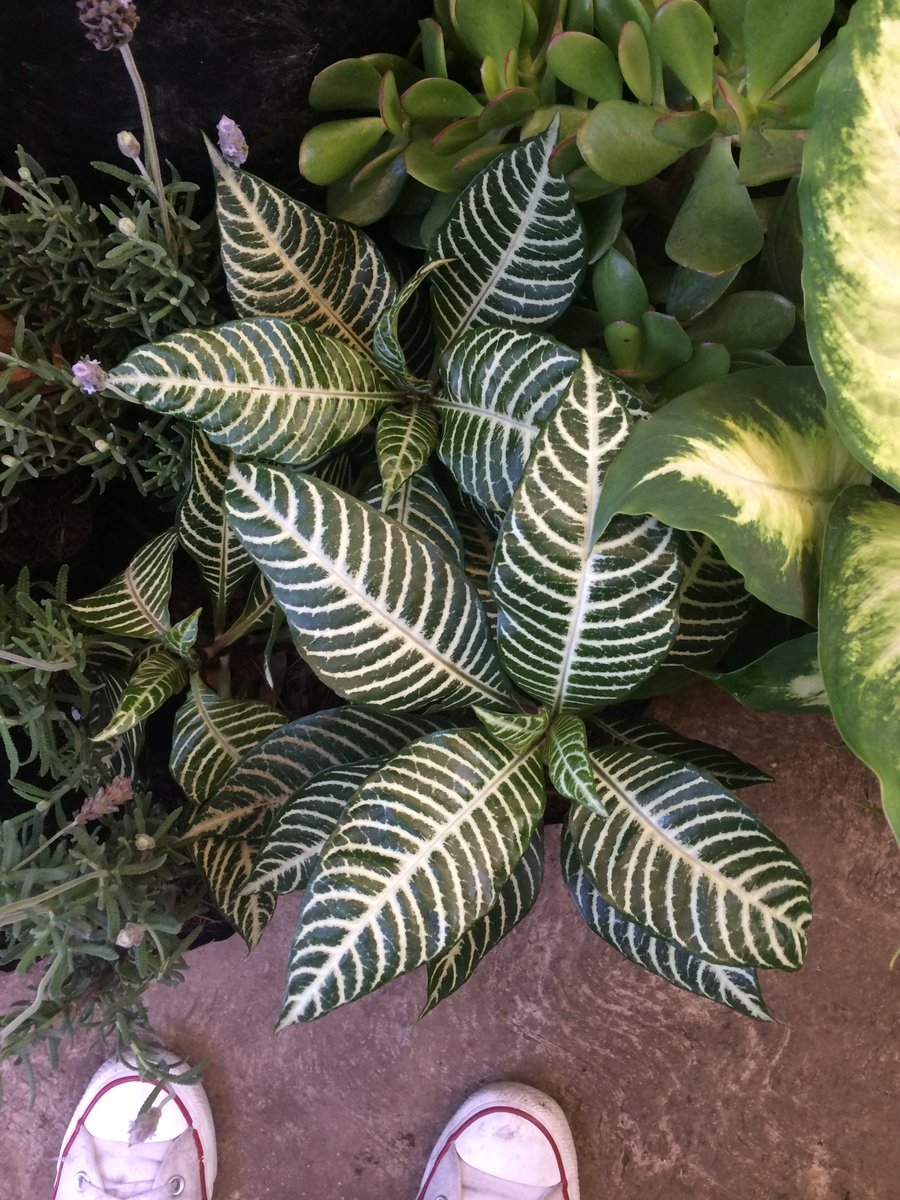 ¡Vamos a comernos el mundo!