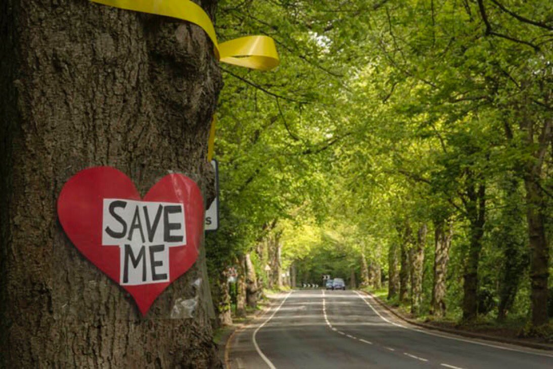 TiCLme's tweet photo. This has now gone way beyond the trees @Team4Nature300
Sheffield takes an axe to democracy
https://t.co/OwKZhjXBis
pic @TheSadSquirrel https://t.co/sw5vZYLY4f