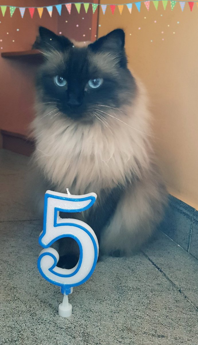 laieta_bo's tweet photo. Hoy es el cumpleaños de mi terroncito de azucar.Te quiero mucho Piki 💜 https://t.co/4Dy62OttDi