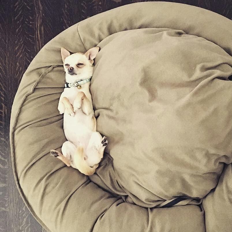 ChihuahuaIsland's tweet photo. That feeling when you get the whole bed all to yourself!! 📷 from @mitziandtheboyz - Snoozin' #mitzigram #dreaming #dream #spacious #hollyw… https://t.co/8dc21WAweo