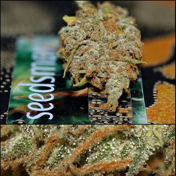 SeedsmanSeeds's tweet photo. Seedsman's very own C99 x Blueberry, available to buy now!
#c99 #blueberry #fast #genetics #nonauto #homegrown #autocultivo #growmyown https://t.co/gBeYCyo5ce