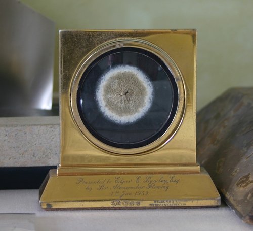 microBIOblog's tweet photo. La foto de #microBIO: este es el hongo Penicilium de Fleming, que está en su museo de Londres
https://t.co/mcAEENRS8Q https://t.co/njYE1GOBOo