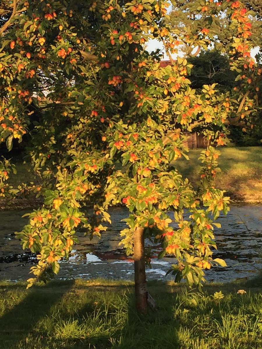 The sun lighting up the crab apple