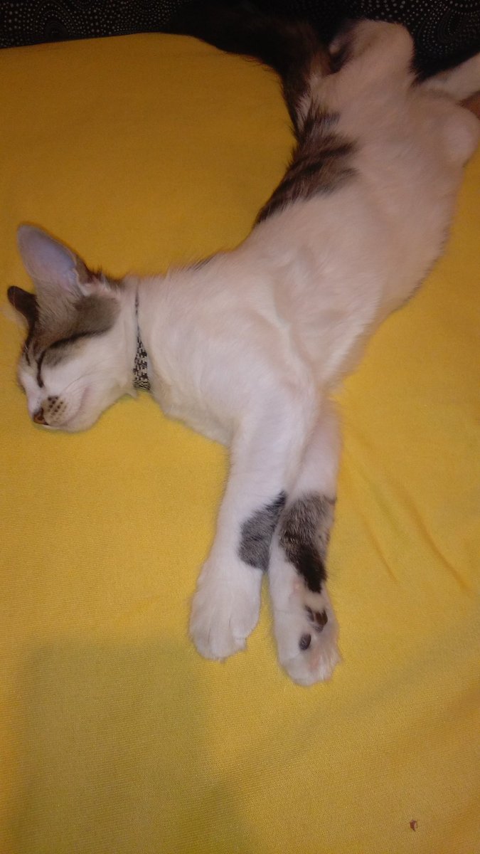 Bi kediyle geçirilmiş vakit asla zaman kaybı degildir 🐈#Çakıl