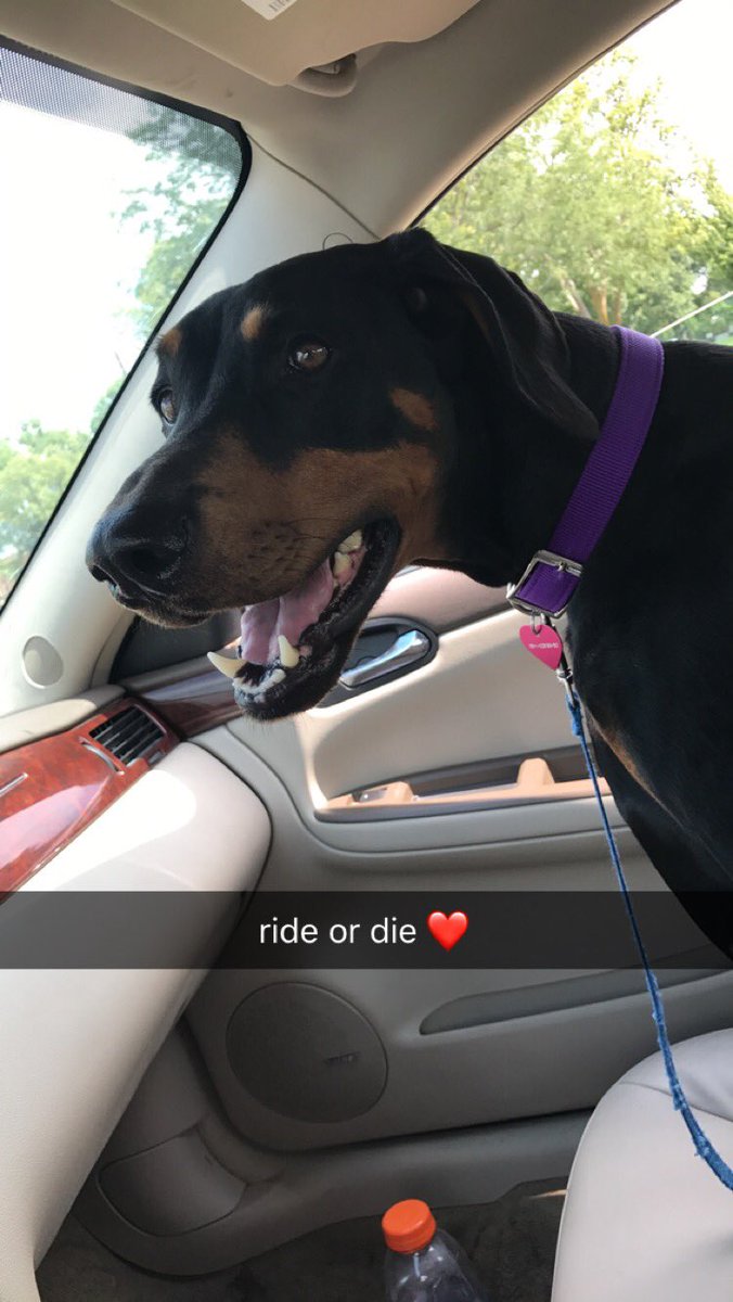 _a_belle_'s tweet photo. i love my puppy https://t.co/x9OKmyQsxb