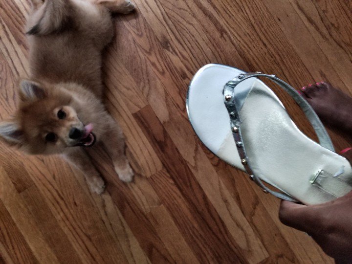 CourtneyLTeague's tweet image. @Whbm Are these still in store? My puppy loved them a little more than me. #pomproblems