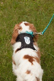 CalmzPet's tweet photo. Whether you're at home or out and about, with Calmz, your dog can be relaxed wherever, whenever. Happy Relaxation Day! #relax #calmz https://t.co/HDLFiRe803