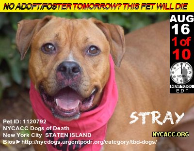MIPooh's tweet photo. AUG 16th Alert
10 #NewYorkCity #Dogs Face Death @ #NYCACC
#Adopt #Foster #RESCUE By Noon
#StatenIsand #Pets

Bios►https://t.co/iJxRePCQ5J https://t.co/wa7U0jLlxr