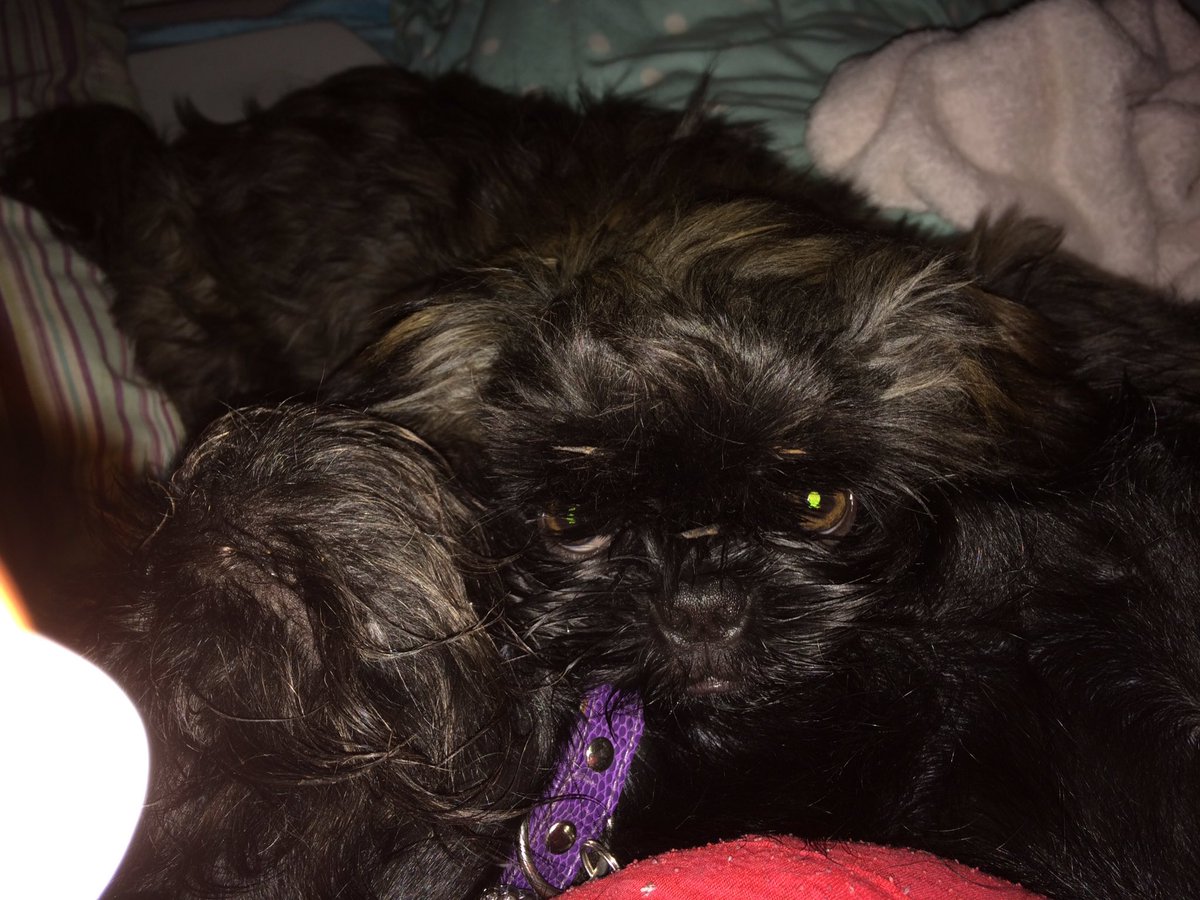 HashtagCarly's tweet photo. In a world full of hate and horror. Here are my 2 fluffy dogs who are pure love ❤️. https://t.co/IlcQFsAoul