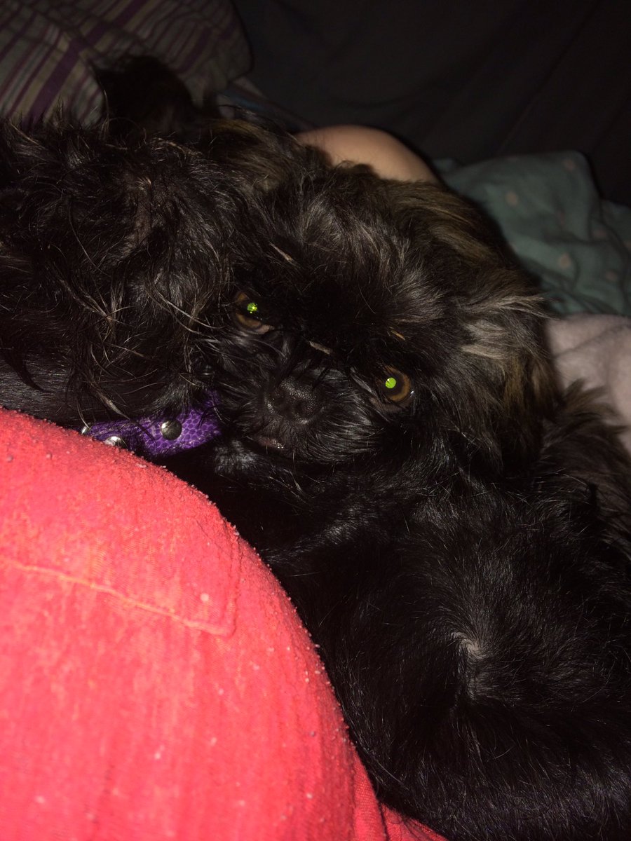 HashtagCarly's tweet photo. In a world full of hate and horror. Here are my 2 fluffy dogs who are pure love ❤️. https://t.co/IlcQFsAoul