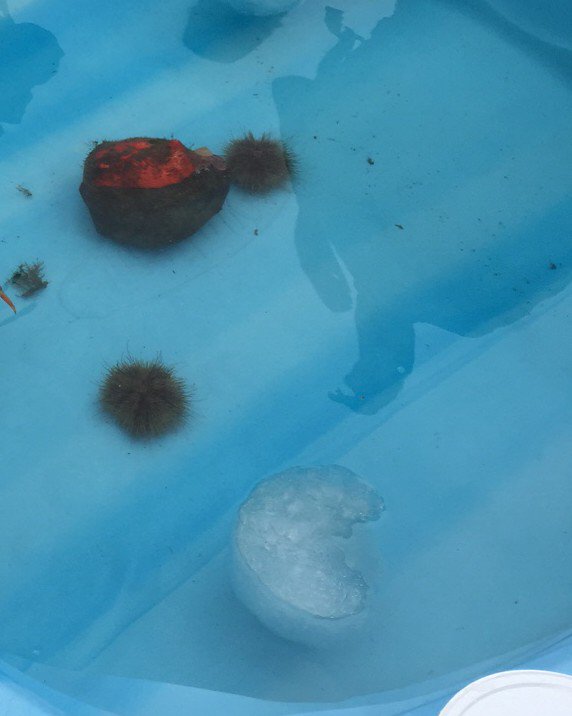 Loved Saguenay-St Lawrence Marine Centre <a href="/ParksCanada/">Parks Canada</a>. Sea urchin race inevitably upstaged by minke whale sighting.