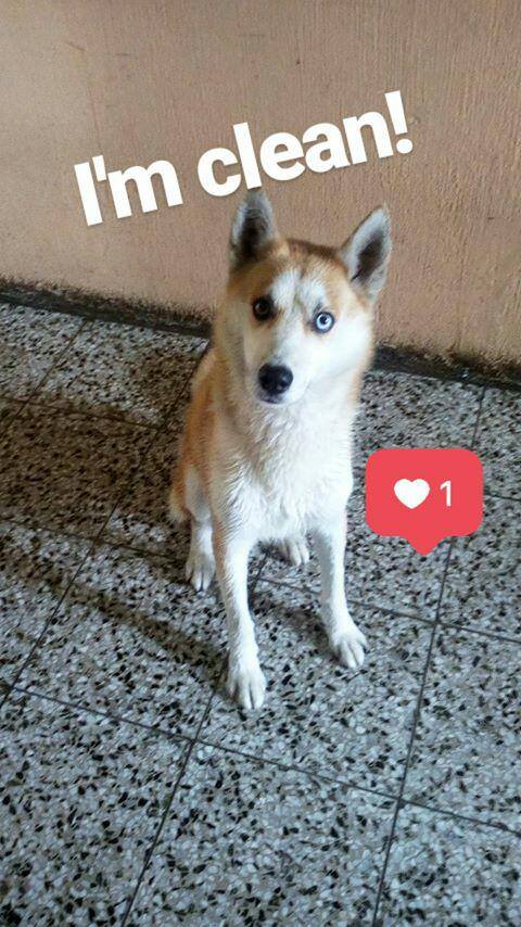eaquino95's tweet photo. @PublinewsGT #PromoPerruna 🐶Él es Wilson y es un perro de raza mixta :D https://t.co/RHvYdrI6l2