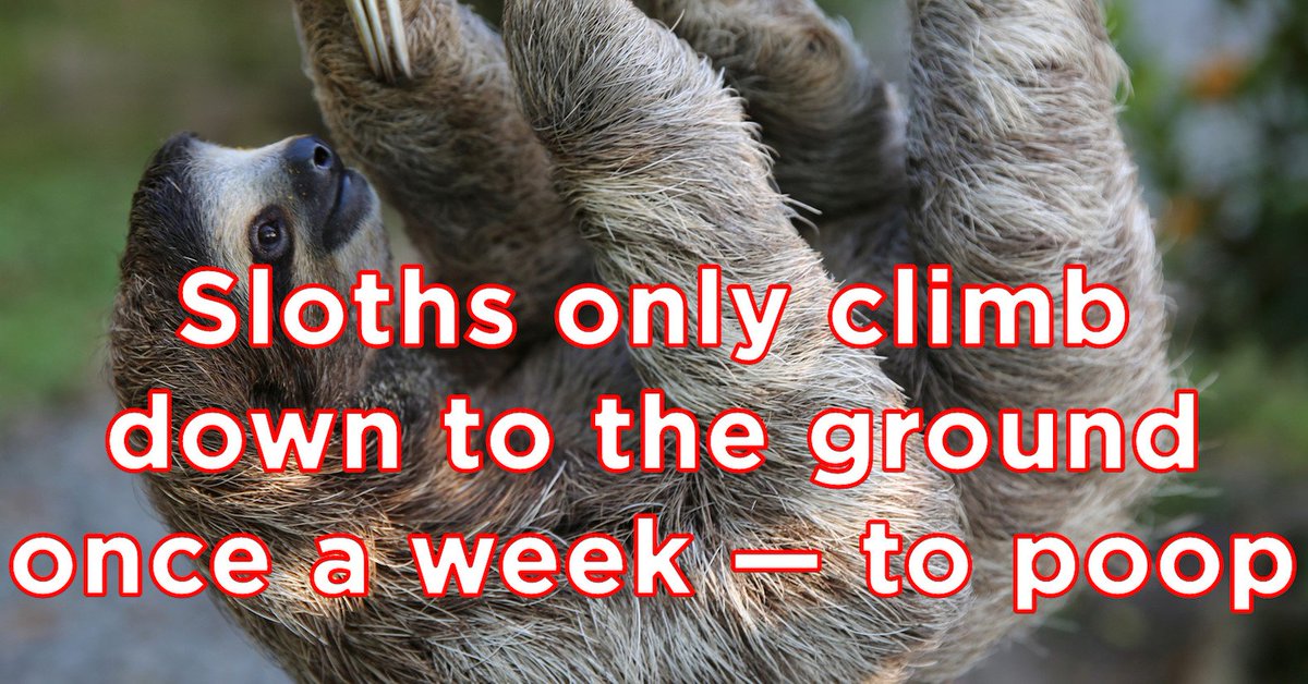 BuzzFeed's tweet photo. 23 absolutely incredible animal facts 
https://t.co/F0PEjsJh6Y https://t.co/Xq17DulQsN
