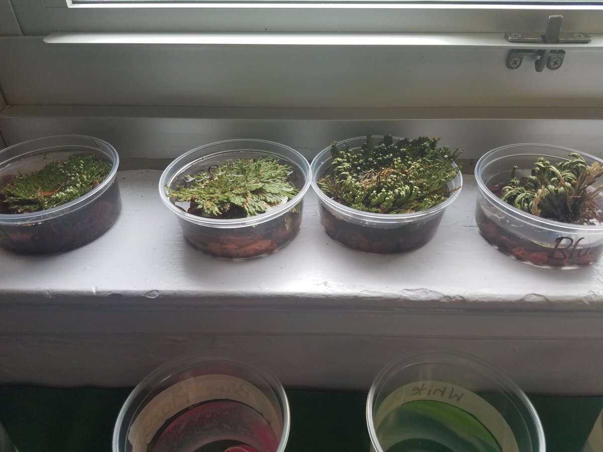 Mrs_Rafter's tweet photo. The @CampInvention Exploronauts are growing plants, crystals, and animals to terraform their newly discovered exoplanets! @OSDinvents https://t.co/AlfFLjDymF