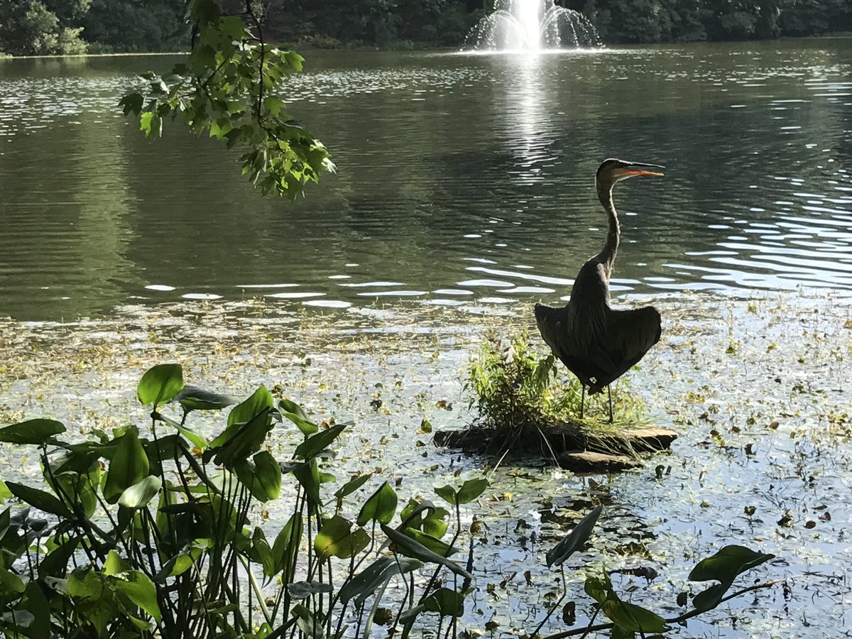 sovenall's tweet photo. Bird on the lake behind my office! #SASlife https://t.co/kI6rcFtEUA