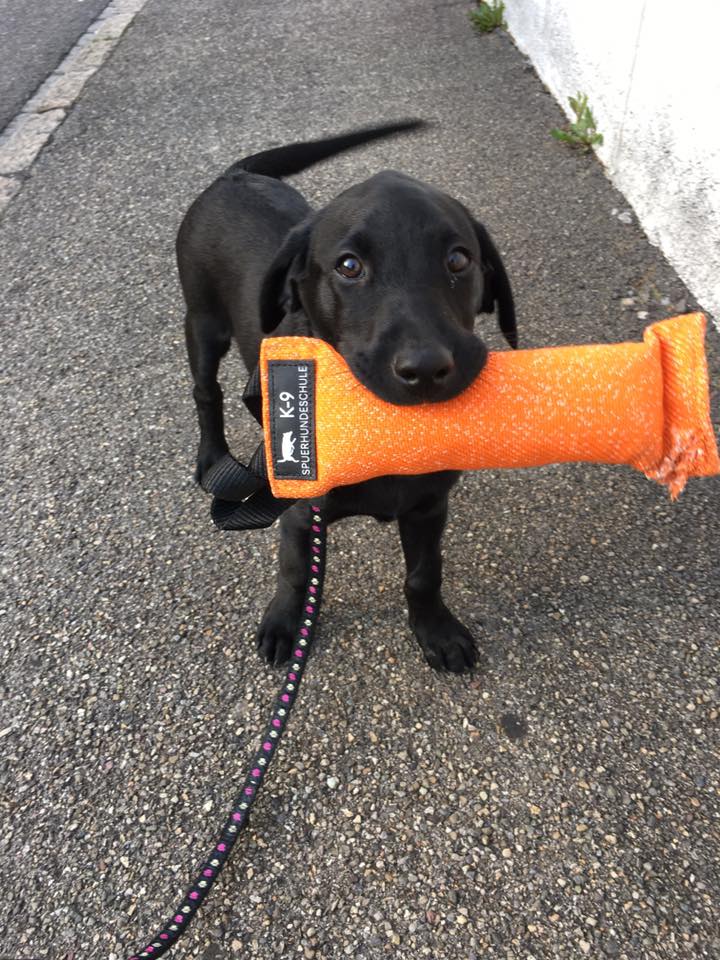 k9_spuerhunde's tweet photo. K9 Spuerhundeschule Training Stuff, Germany Tecnology to Train Dogs https://t.co/DD8N0Y0Jdu 
#trainingstuff #dogs #k9stuff #trainingdogs #k9 https://t.co/48OUaDfrBP