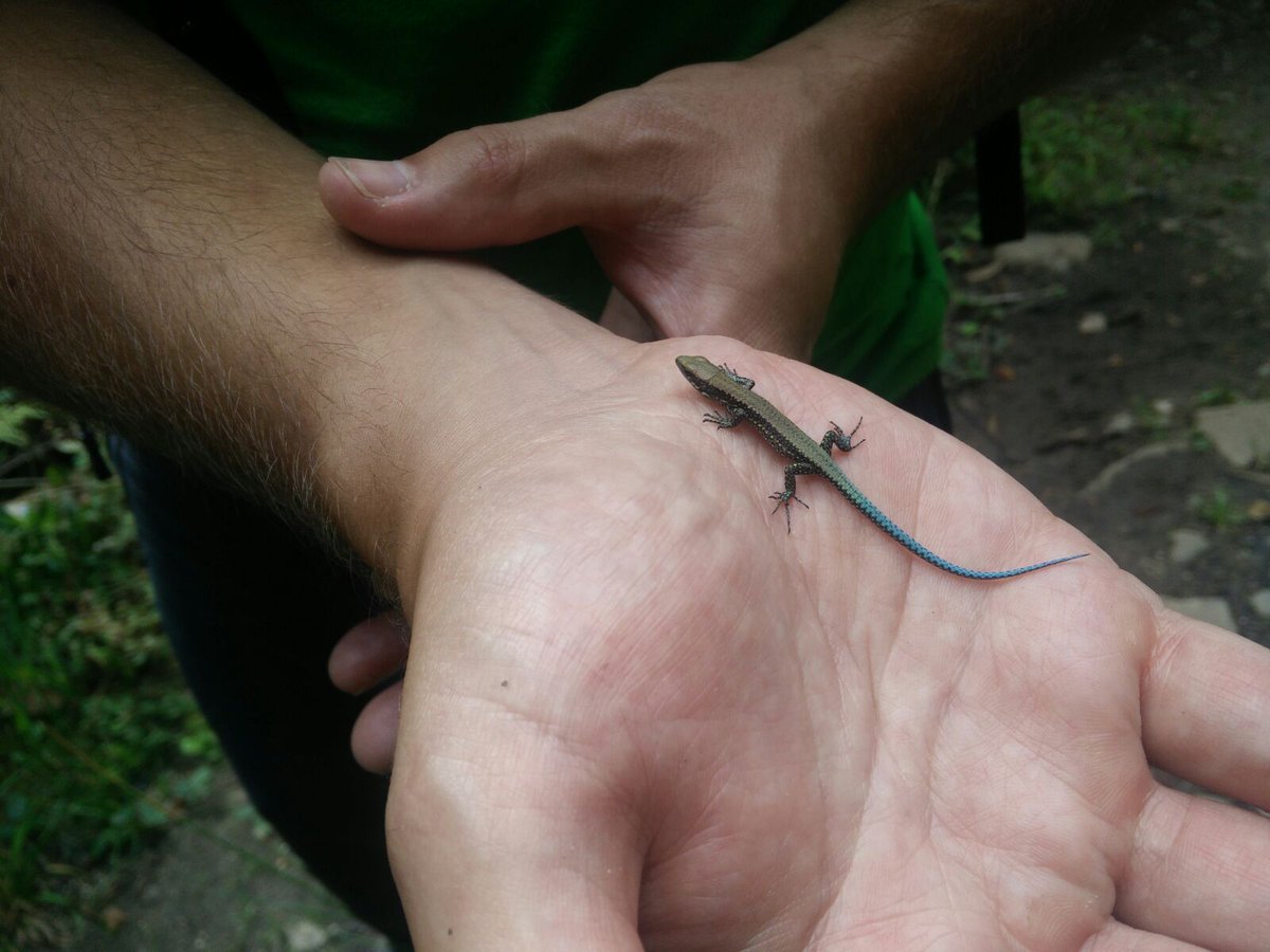 Juvenil de lagartija cantábrica (Iberolacerta monticola), esperanza y futuro para la población aislada de este endemismo en el Mandeo.