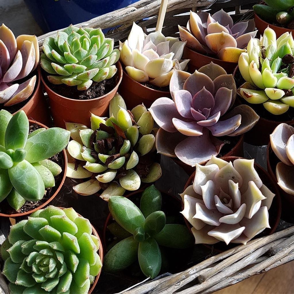 MrsFJQ's tweet image. #lovethese #succulents #echiveria #babyones #socute #rdg #independentshop ift.tt/2x1Z1Ez