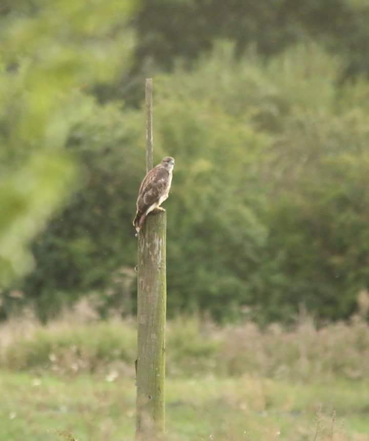 Juvenile common buzzard ?<a href="/EssexWildlife/">Essex Wildlife Trust</a> <a href="/wildthurrock/">wildthurrock</a> <a href="/birdsofprey_uk/">Birds of Prey</a>
