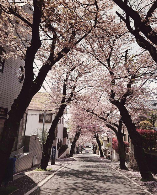 Japan_Vibes's tweet photo. Kobe, Japan https://t.co/QPK7px3HKN
