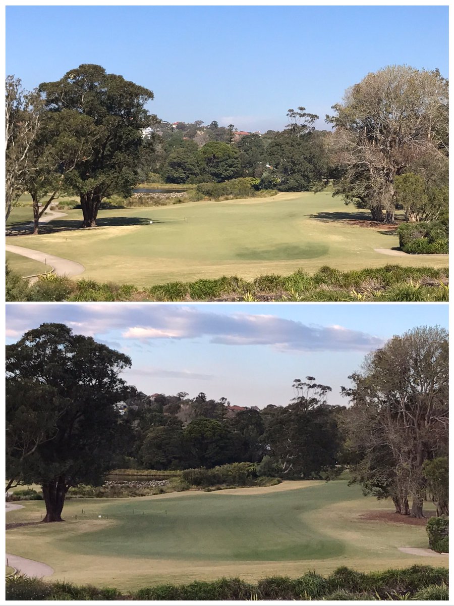 LPartridgeTurf's tweet photo. Great results from our Foursome and ferrous sulphate application this week 🏌️⛳️🌱#manlygolfclub #winterdefinition https://t.co/PSvdPhEd4q