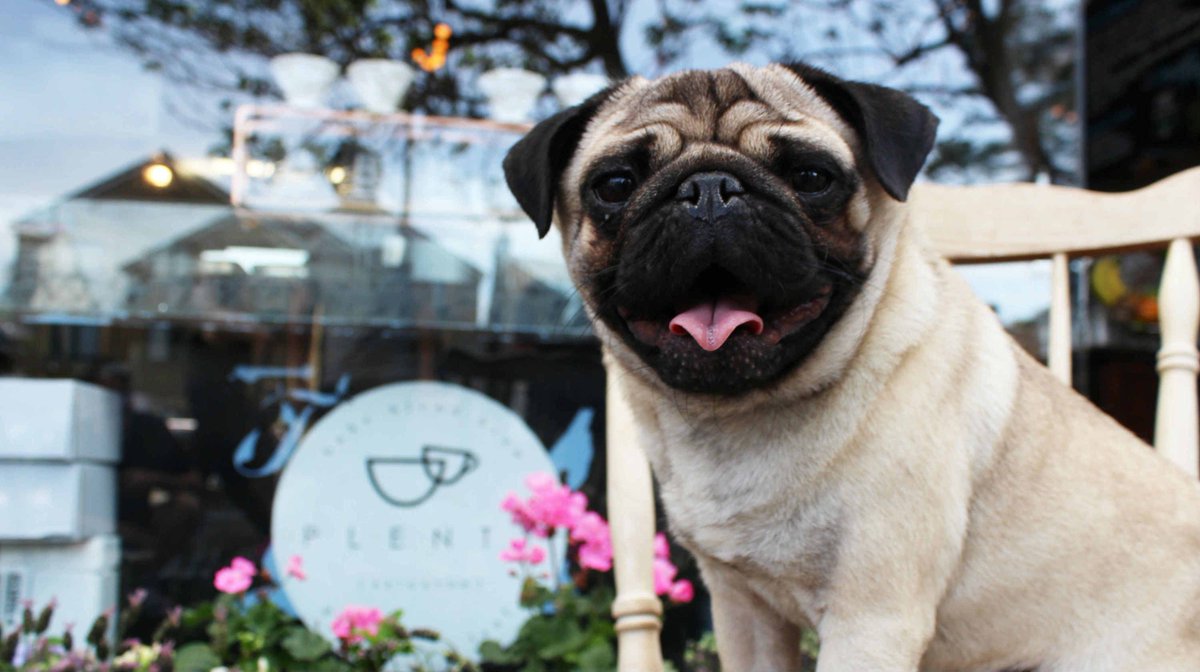 PugLikePercy's tweet image. Who wants to check out the pop-up pug cafe with me and #PuppyCalledHugo?! First round of puggacinos are on me! buff.ly/2wNDQ9J