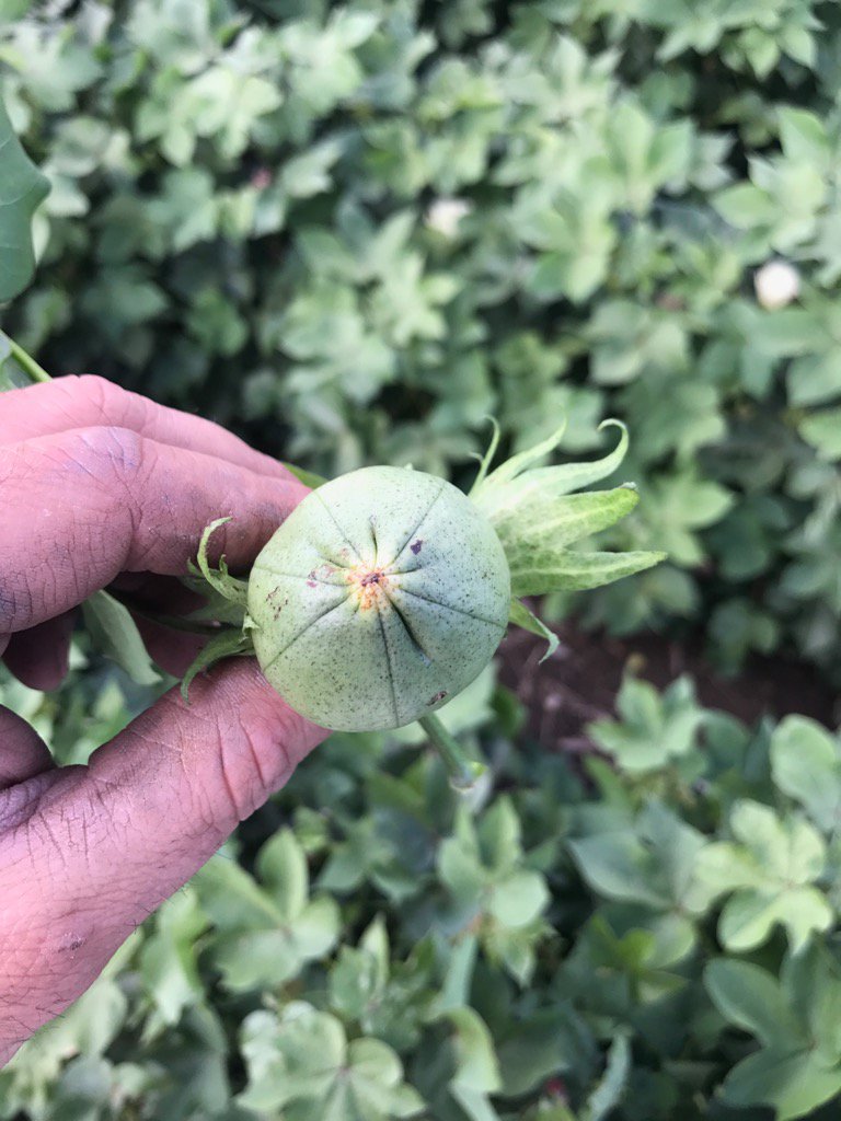 j_neusch's tweet photo. Been in #cotton fields for 13 years and have never seen a 6 lock boll #FM2011 https://t.co/lwH33vWzzE