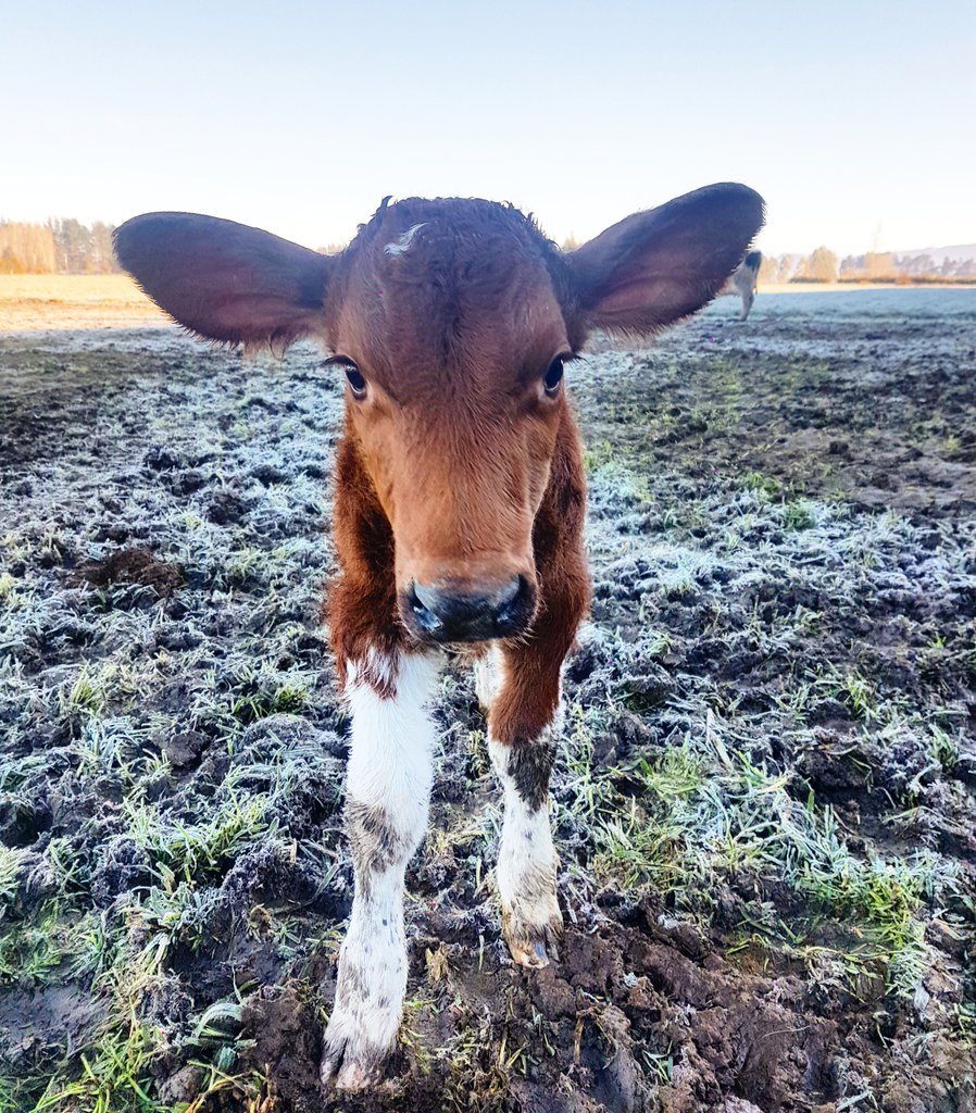 AniekaNick's tweet image. Everyone meet Dumbo.... our latest ayrshire baby. #431AM #calving17