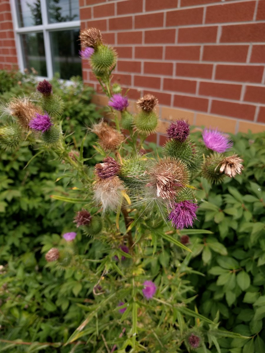 MsAniskoClutton's tweet photo. Introduced fascinating @inaturalist app to our DPCDSB Ecoleads at today's #dpsi2017 & nature-colour match activity #teachersarestudentstoo https://t.co/wcbqb2EAeO