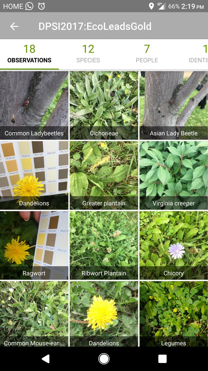 MsAniskoClutton's tweet photo. Introduced fascinating @inaturalist app to our DPCDSB Ecoleads at today's #dpsi2017 & nature-colour match activity #teachersarestudentstoo https://t.co/wcbqb2EAeO