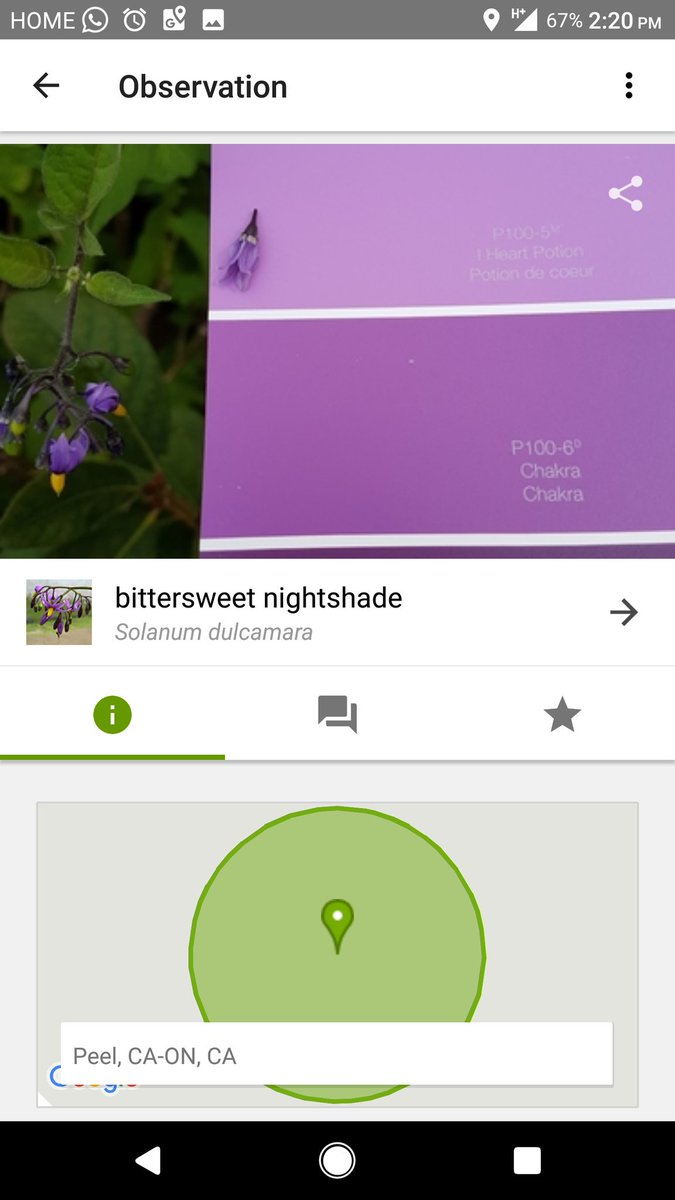 MsAniskoClutton's tweet photo. Introduced fascinating @inaturalist app to our DPCDSB Ecoleads at today's #dpsi2017 & nature-colour match activity #teachersarestudentstoo https://t.co/wcbqb2EAeO