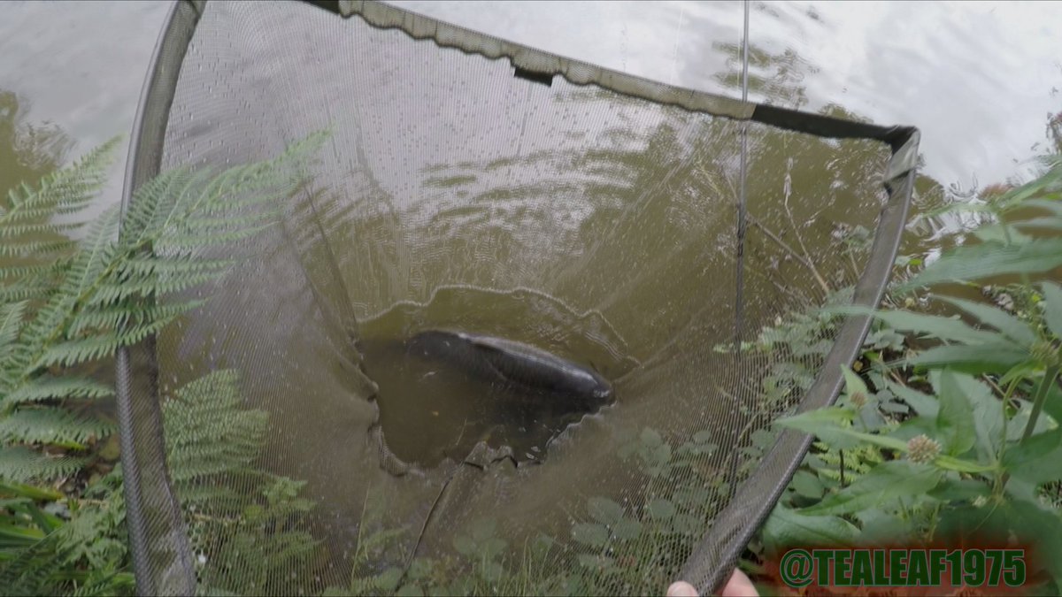 TeaLeaf1975's tweet photo. Here it is #episode6 #followthelink #clickHD
https://t.co/XZcxTrkkPP

I hope you enjoy!
#GoProHERO5 #Armohawk
@ccmoore_baits @hybrid_tackle https://t.co/QvHTgKVVk9
