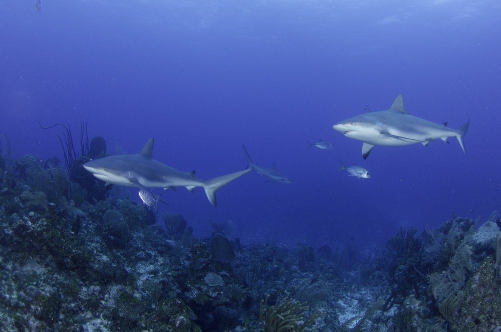 #Love all the #sharks we get to see #scubadiving East End #caymanislands