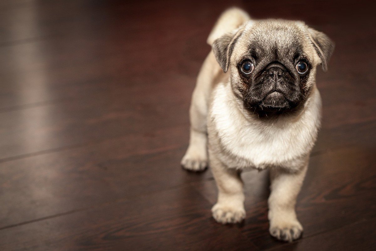 Berti_and_Ernie's tweet photo. You just have to love a #pug #puppy!  😍 https://t.co/3M5CDHo43U