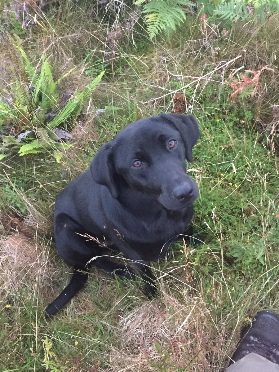 Huntingexperi's tweet photo. One of our young deer dogs coming along nicely #deerhunting #gameshooting #deerstalking #obedient #Labrador https://t.co/KPVpQXEHDQ