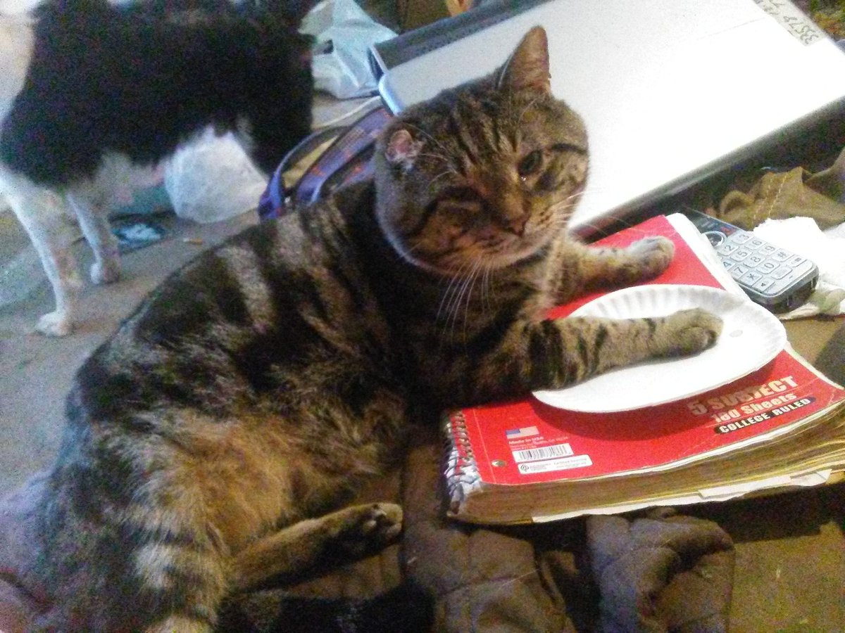 My_Cool_Pets's tweet photo. Just hangin' out with mom on #JeffsHansumBasturtTooosday! @SassyCassyCat @KingMormonNephi @RhondaHendee @3coolkatz @Kiki60713681 @paseri021 https://t.co/MKYej7beT8